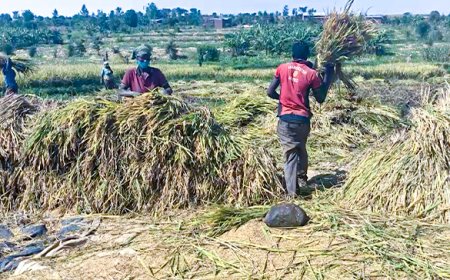 Nyagatare: Kugabanya igiciro cy'ifumbire byongereye umusaruro