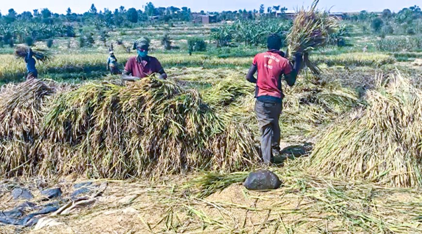 Nyagatare: Kugabanya igiciro cy'ifumbire byongereye umusaruro