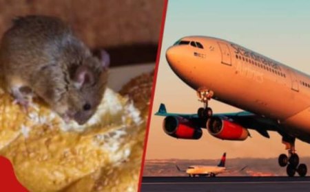 Inkomoko y’imbeba yatumye indege igushwa hutihuti