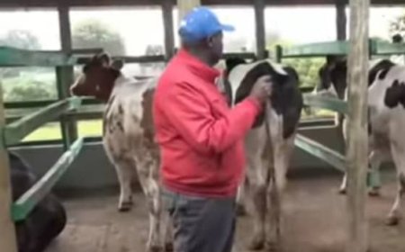 Umwe yararahiye undi ajya kwiragirira inka! Rigathi Gachagua yasubiye mu cyaro