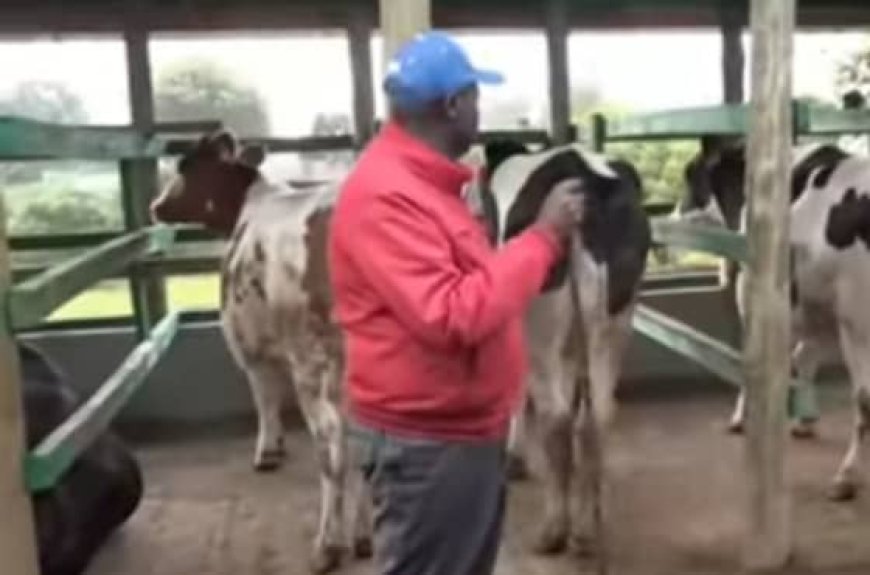 Umwe yararahiye undi ajya kwiragirira inka! Rigathi Gachagua yasubiye mu cyaro