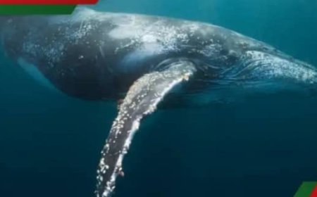 Ifi y’ingabo yavuye muri Amerika iza muri Afurika ije gushaka iy’ingore