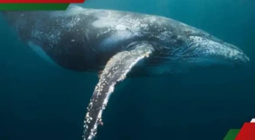 Ifi y’ingabo yavuye muri Amerika iza muri Afurika ije gushaka iy’ingore