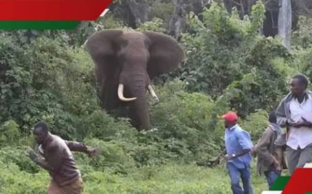 Inzovu yirukankanye umuhinzi iramwivugana