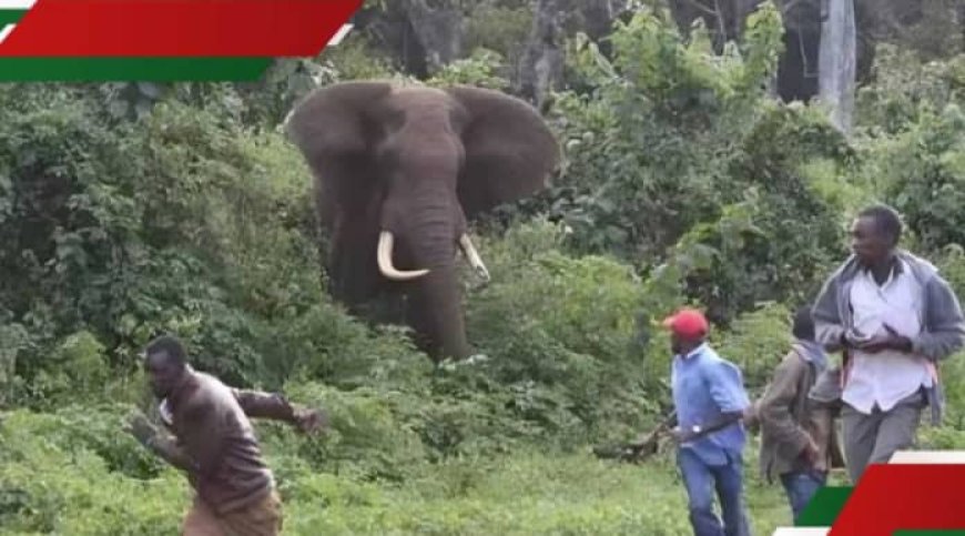 Inzovu yirukankanye umuhinzi iramwivugana