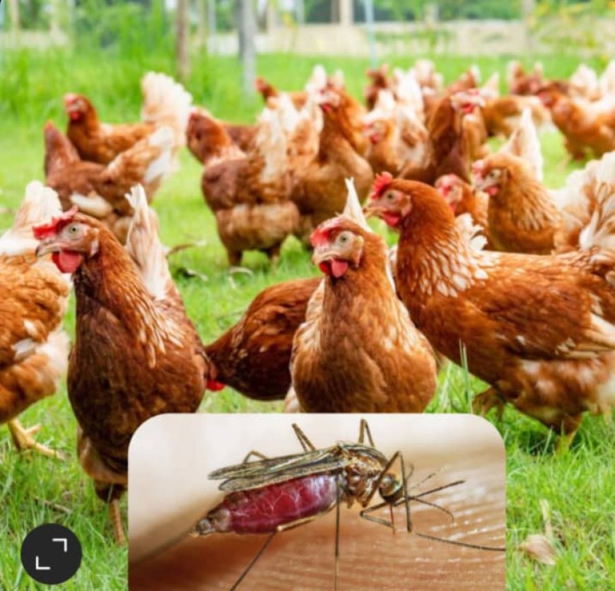 Wari uzi ko inkoko yakurinda Malaria?