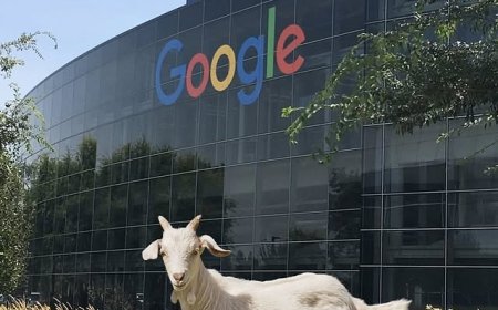 Impamvu nyayo yamenyekanye: Google yakoresheje ihene mu kimbo cy'abantu mu gukuraho ibyatsi byari byagose ikigo