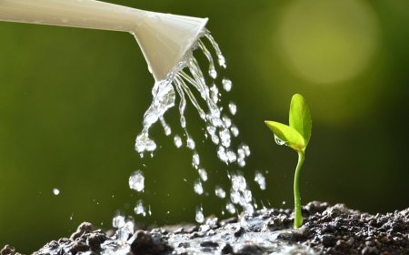 IBANGA RY’UBUZIMA: Hari igihe dutakaza imbaraga zacu tuvomera ibidateze no kumera, twakora iki?