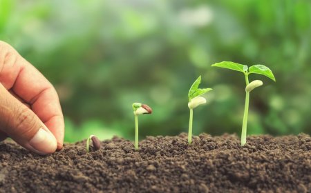 IBANGA RY’UBUZIMA: Buri mbuto yatewe yera mu gihe cyayo