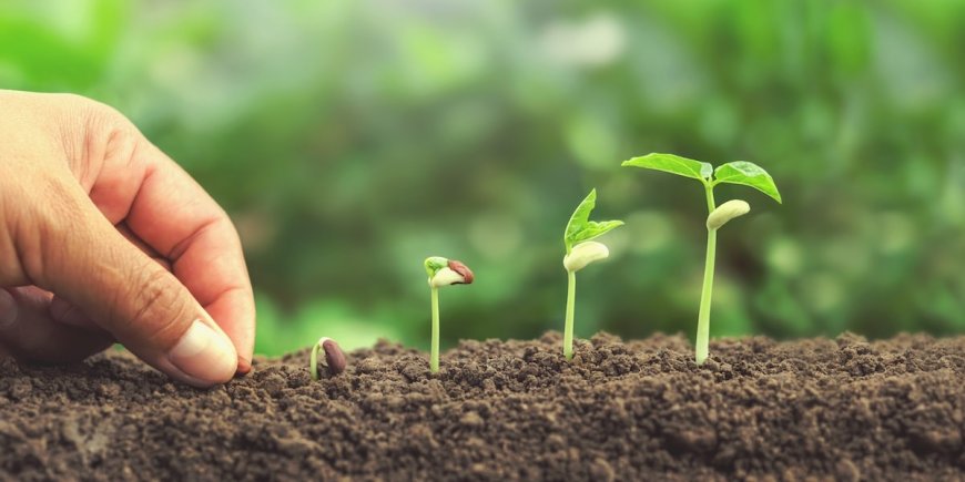 IBANGA RY’UBUZIMA: Buri mbuto yatewe yera mu gihe cyayo