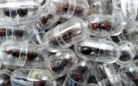 Umushinwa yakatiwe gufungwa umwaka azira kwiba ibimonyo muri Kenya