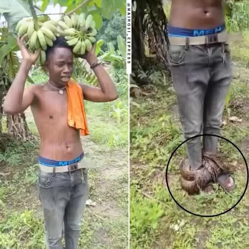 Tanzinia ; Umugabo yagiye kwiba igitoki afatwa n'inzoka y'uruziramire